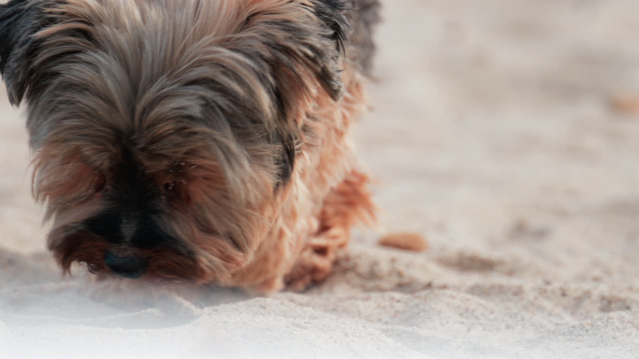 Close up of a small dog exploring and sniffing the sand on a sunny beach