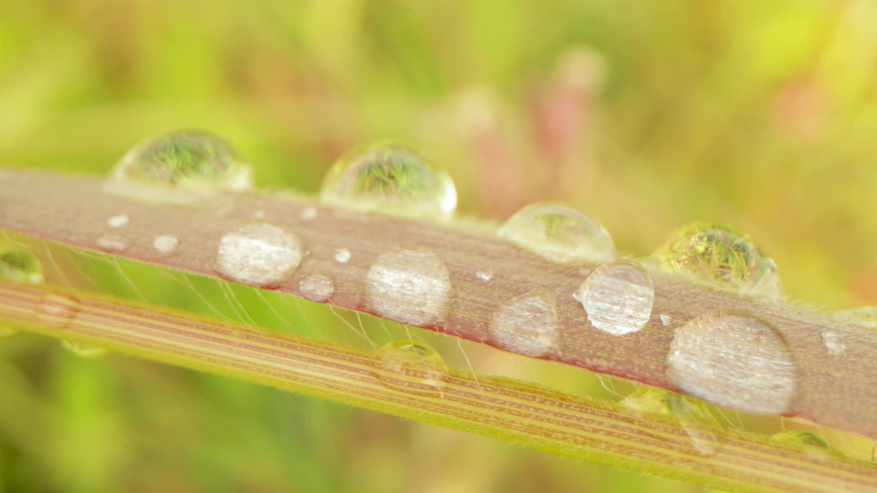 el rocío de la mañana cae sobre la hoja de la planta temprano en la mañana.