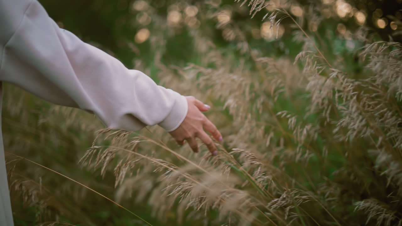 은 야생 풀을 부드럽게 만지는 은 손의 클로즈업, 평온한 자연 환경에서 부드러운 저녁 빛은 따뜻함을 더하여 조용하고 평화로운 분위기를 만니다.