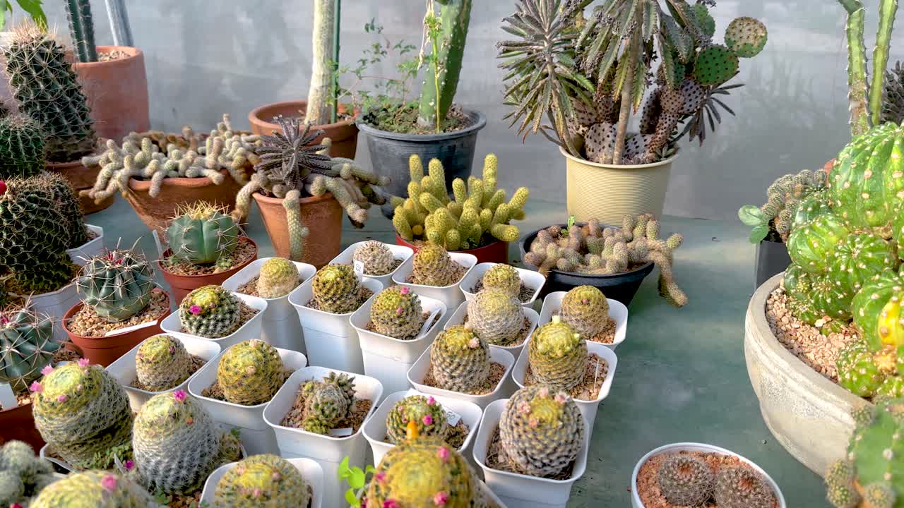 una vibrante exhibición de diversos cactus en un invernadero en el mercado flotante de khlong lat mayom, que muestra varias formas y tamaños