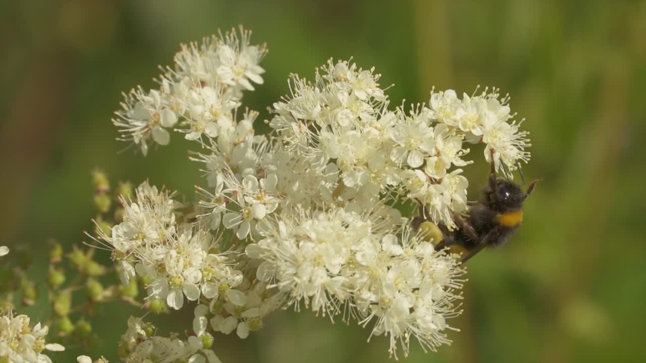 imágenes macro de un hermoso abejorro peludo bebiendo néctar de una flor dulce durante la luz del sol