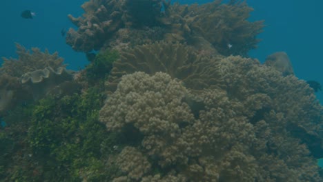 freediver exploring vibrant coral reef