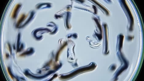 microscopic biological forms in a liquid medium