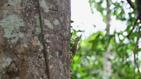 Seen-on-the-side-of-the-tree-followed-by-the-camera-as-it-extends-its-dewlap-or-neck-out-as-a-display-to-its-mate,-Blanford's-Flying-Dragon-Draco-blanfordii,-Thailand