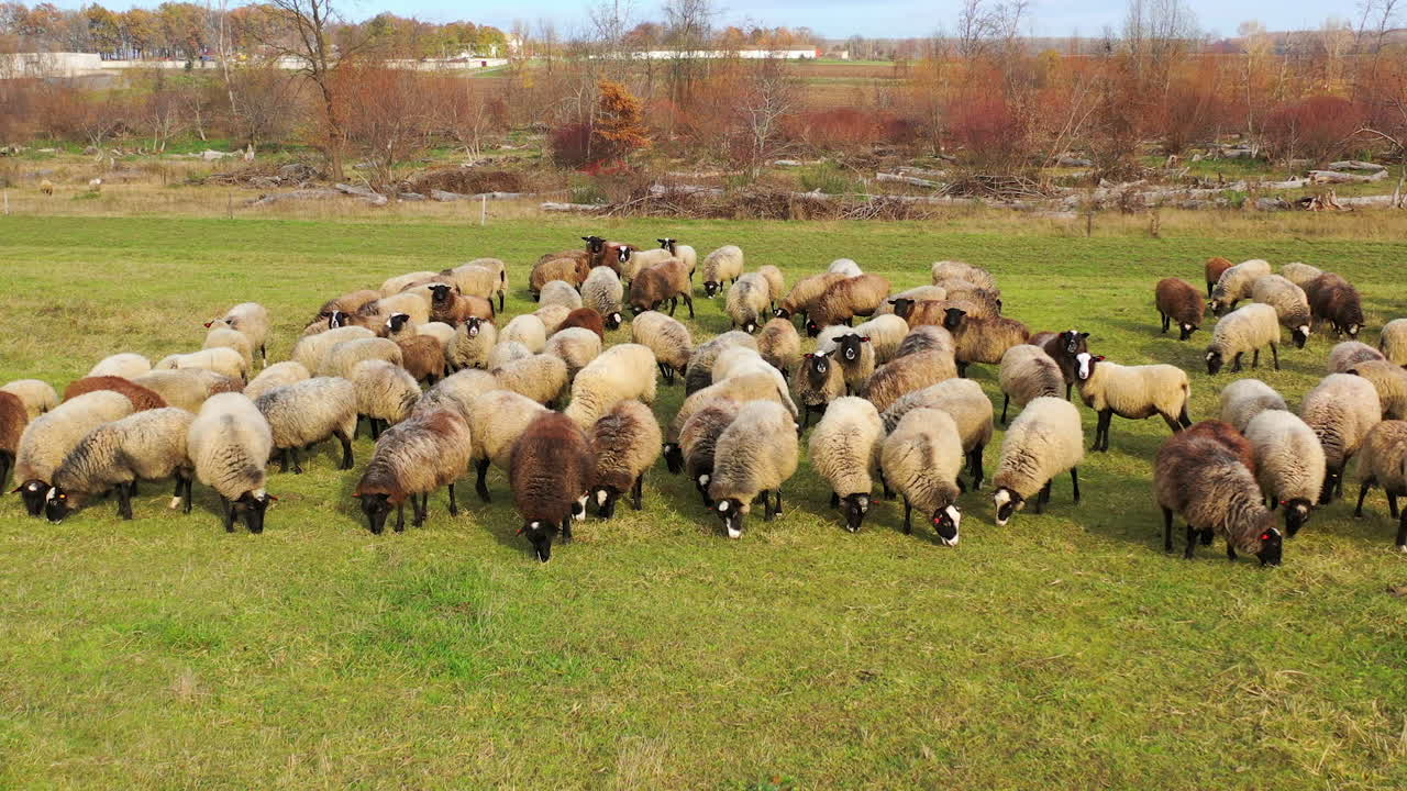 Grazing sheep. Herd of farm animals feeding on a meadow on nature background. Flock of beautiful sheep on field.
