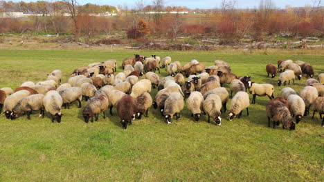 grazing sheep. herd of farm animals feeding on a meadow on nature background. flock of beautiful sheep on field.