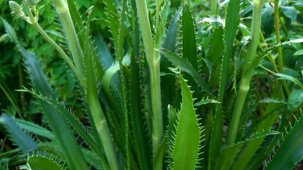 Cilantro - Eryngium Foetidum Plant Close Up