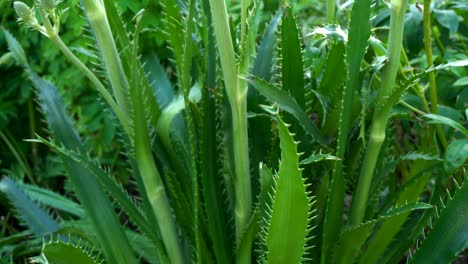 cilantro - eryngium foetidum plant close up