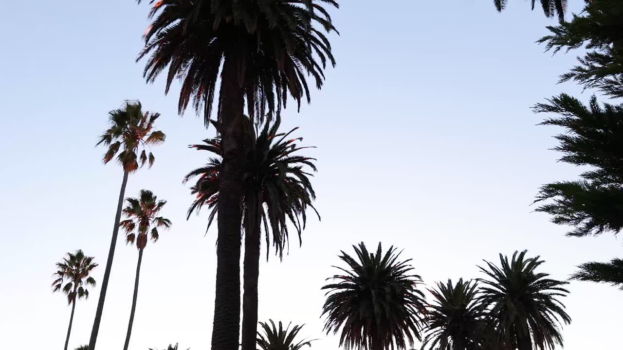Palm trees silhouetted against a sunset sky