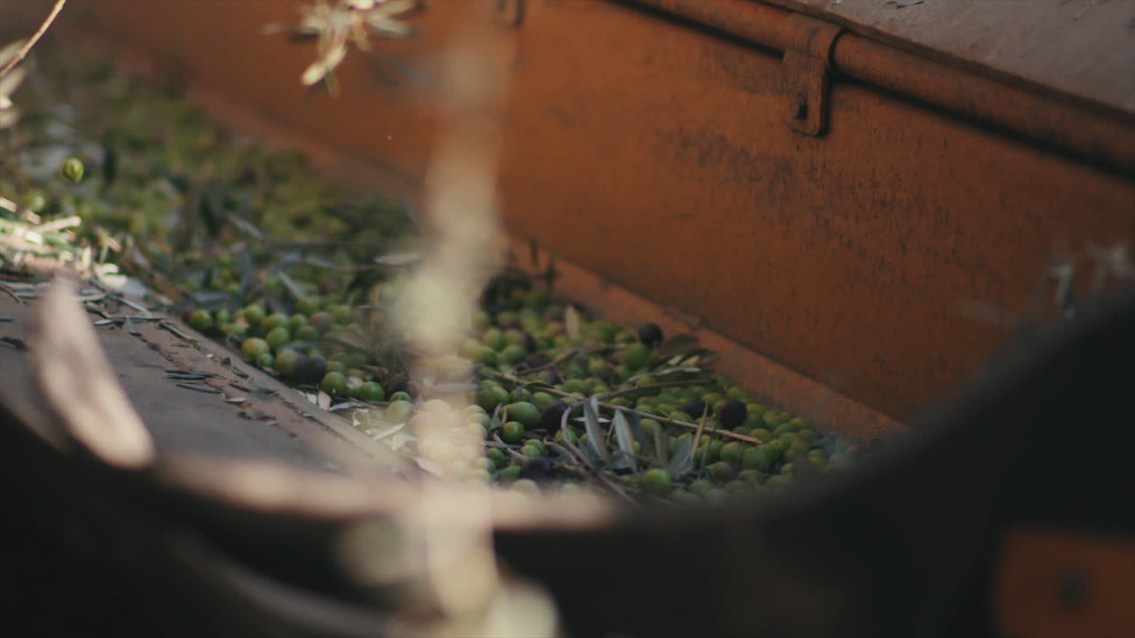 Harvested Olives in a Wooden Container