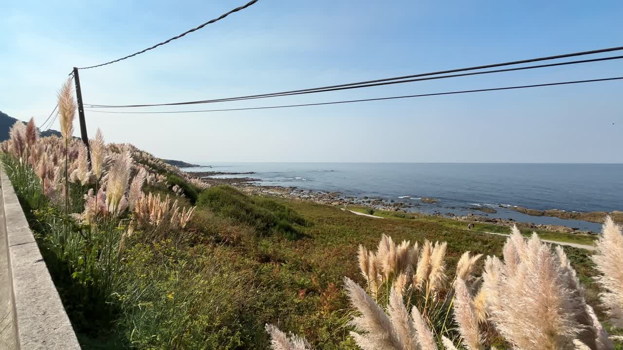Beautiful Pink Colour Fluffy Reeds on the Shores of Spain with Atlantic Ocean in Background on a Sunny Day