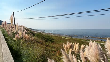 beautiful pink colour fluffy reeds on the shores of spain with atlantic ocean in background on a sunny day