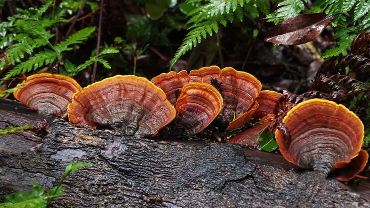 Wood ear fungi mushrooms grow in a forest in Australia 3
