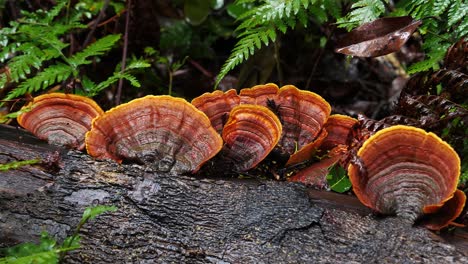 wood ear fungi mushrooms grow in a forest in australia 3