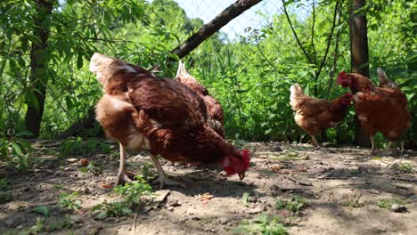 Viele-Rote-Hühner-An-Einem-Sommertag-Im-Dorf