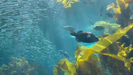 un gran enjambre de sardinas nadando a través del bosque de algas marinas de california