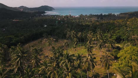 Enormes-Palmeras-En-La-Hermosa-Naturaleza-De-La-Isla-Turística-De-Koh-Pha-Ngan-Con-La-Playa-De-Chaloklum-Y-Su-Mar-Azul-Al-Fondo