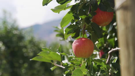 Juicy red apple on a branch in an orchard