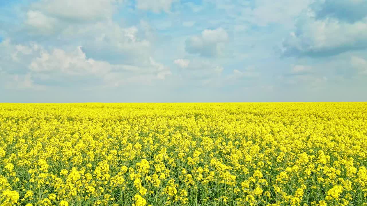 Tranquil aerial view of a serene yellow rapeseed crop in a farmer's field in Lincolnshire