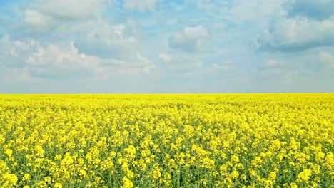 Tranquil-aerial-view-of-a-serene-yellow-rapeseed-crop-in-a-farmer's-field-in-Lincolnshire