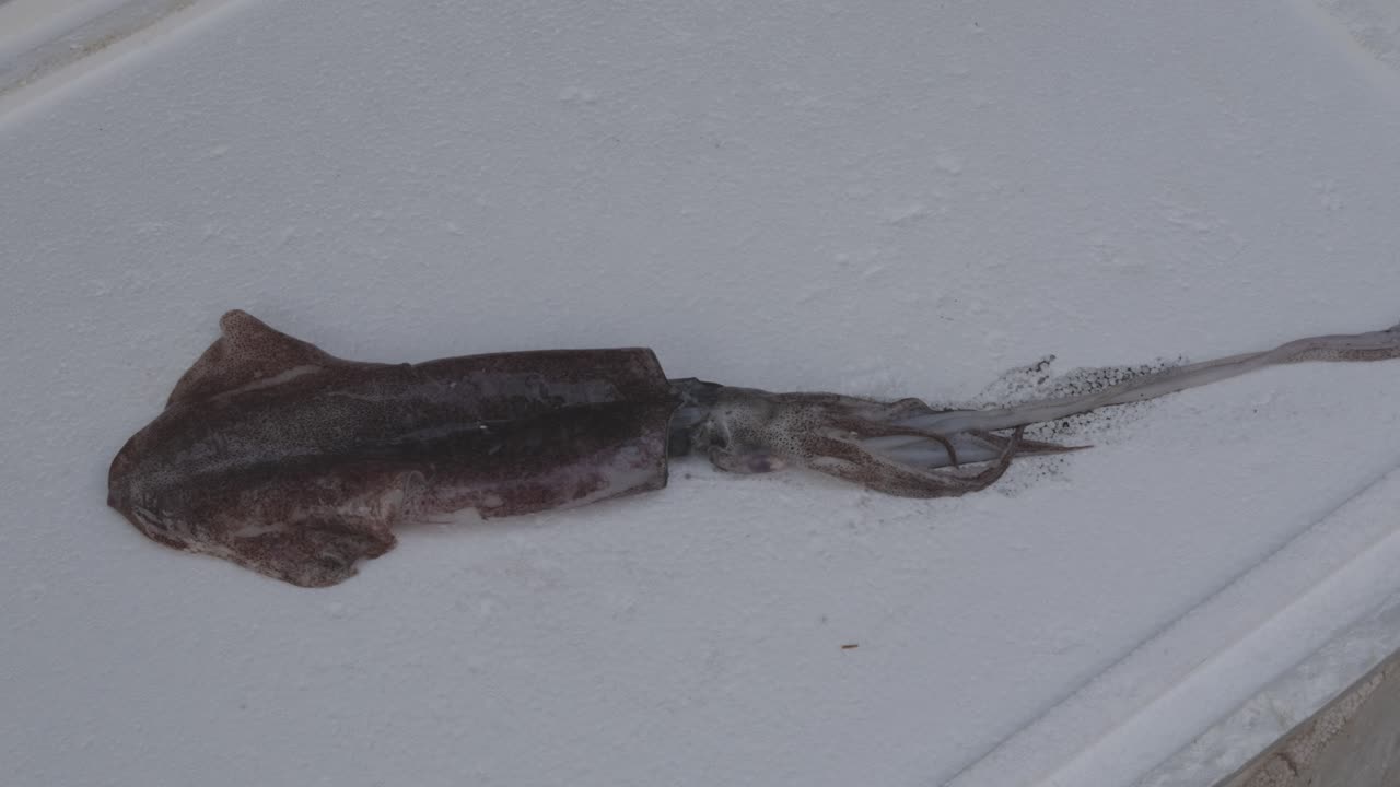 신선한 오징어 물고기는 다른 각도에서 낮에 판매 할 소매점에서 눈 상자에 보관됩니다.