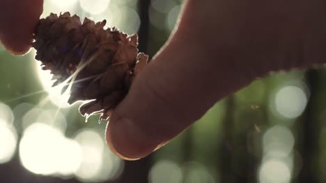 Hand-Hält-Einen-Tannenzapfen-Mit-Bokeh-Und-Sonnenlicht