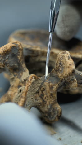 fossil vertebrae preparation