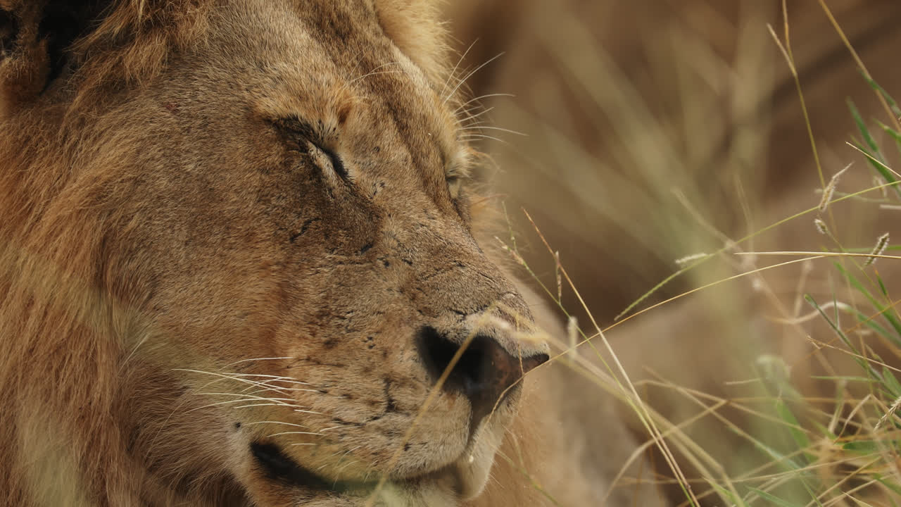 Lev pohodlně leží ve vysoké trávě v Sabi Sands v Jižní Africe. Jeho klidný výraz a okolí vytvářejí za soumraku poklidnou atmosféru.