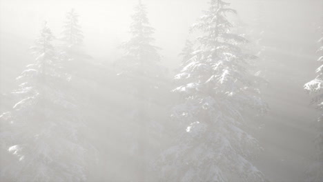 misty fog in pine forest on mountain slopes