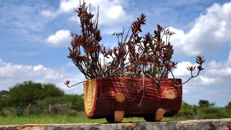 succulent plant growing in rustic wood log pot