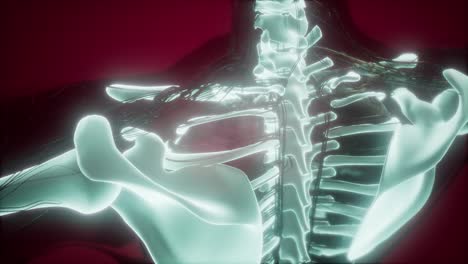 cuerpo humano con huesos esqueléticos visibles