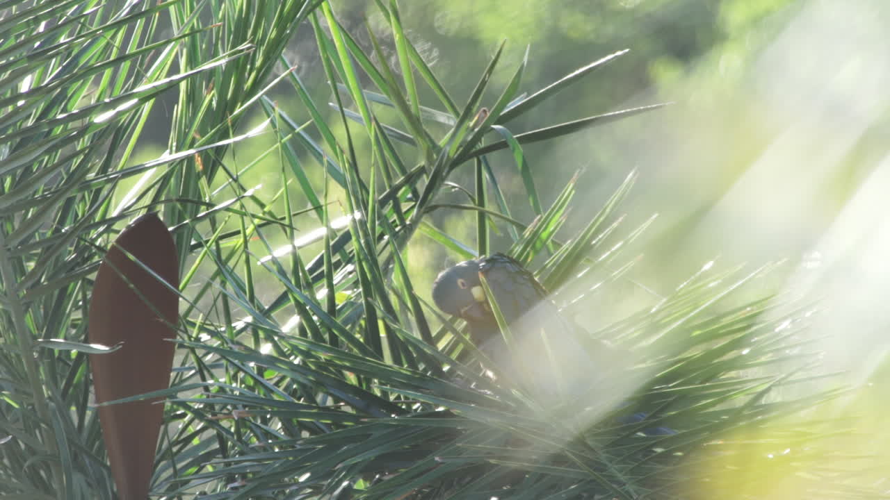 guacamayo de lear descansando y vocalizando en la rama de la palmera licuri