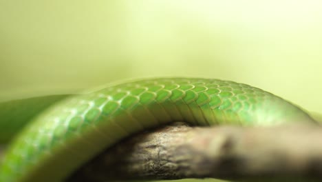 green snake scales crawling on branch macro