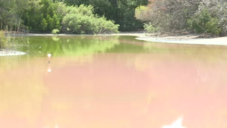 pink lake with lush vegetation