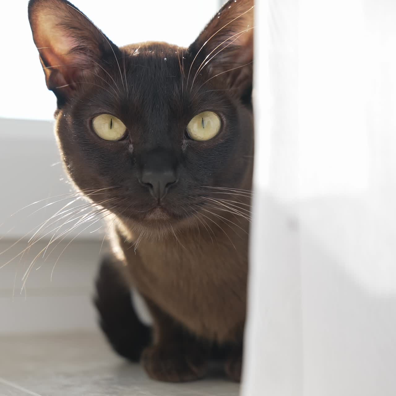 кошка смотрит в камеру