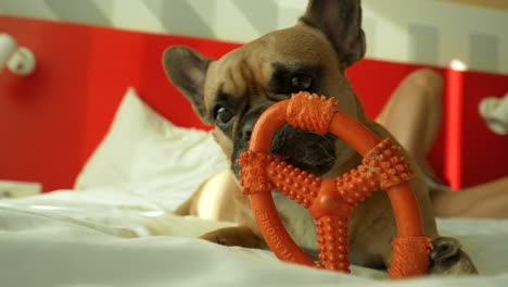 french bulldog chewing a toy on bed with white pillows and red wall