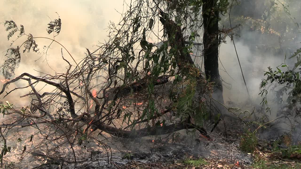 Controlled burn on Queensland's Gold Coast. CU of fire burning ferns with smoke.