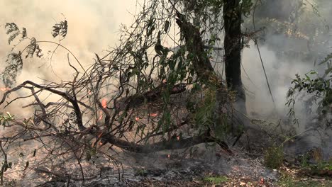 controlled burn on queensland's gold coast. cu of fire burning ferns with smoke.