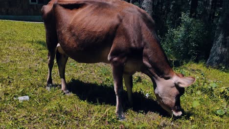 Close-Up-Of-Dark-Brown-Calf-Of-Jersey-Cattle-Grazing-On-The-Green-Field