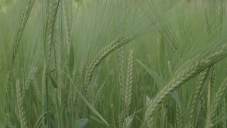 Green-wheat-growing-in-farmers-field-close-up