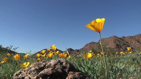 california poppies waving in a breeze  2