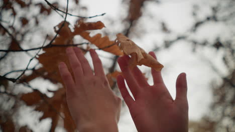 gentle hand reaching out to delicately touch crisp dry autumn leaves on a tree branch, capturing the fragile beauty of seasonal transition in a tranquil forest setting with soft golden hues