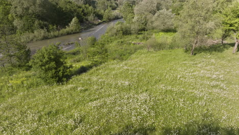 Vacas-Lecheras-Pastando-En-Los-Pastos-Bajo-La-Sombra-De-Los-árboles-En-Un-Día-Soleado-En-Daba,-Georgia