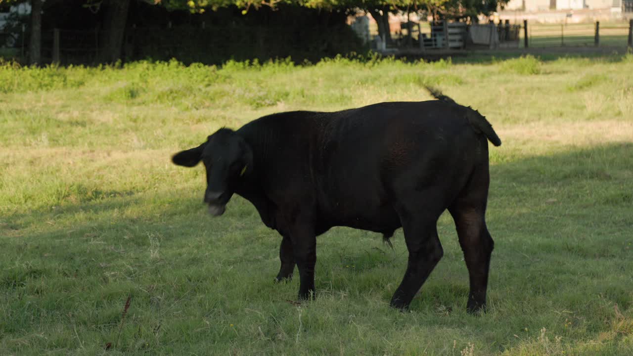 Mucca nera in un ranch a Clovis, CA, USA