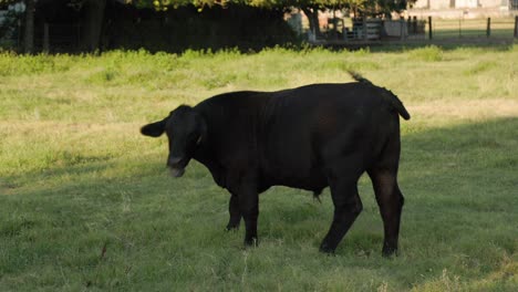 black cow on a ranch in clovis, ca, usa