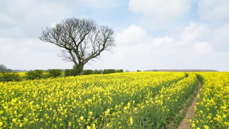 A lone tree in a field of vibrant yellow rapeseed flowers