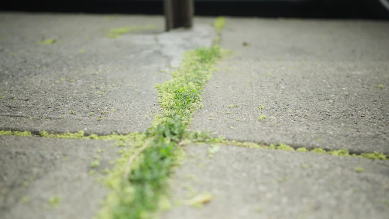 Tracing a crack filled with moss, grass, and pollen, following it on the sidewalk's course