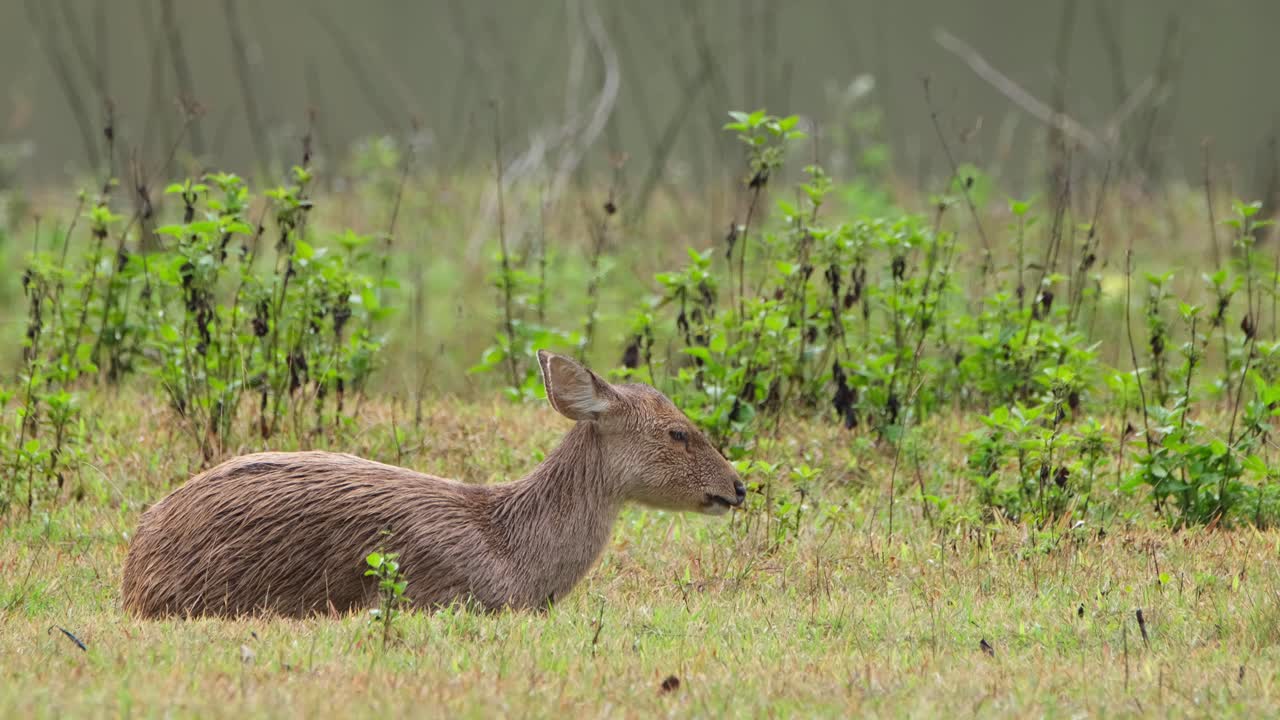 ciervo cerdo indio, hyelaphus porcinus, tailandia