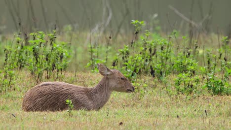 Indischer-Schweinehirsch,-Hyelaphus-Porcinus,-Thailand