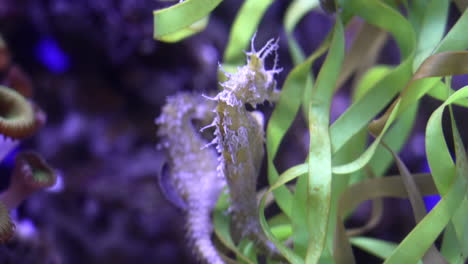 seahorses hippocampus swimming undersea. close up